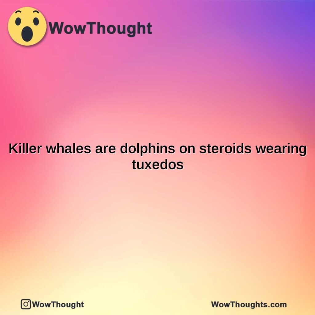 killer-whales-are-dolphins-on-steroids-wearing-tuxedos