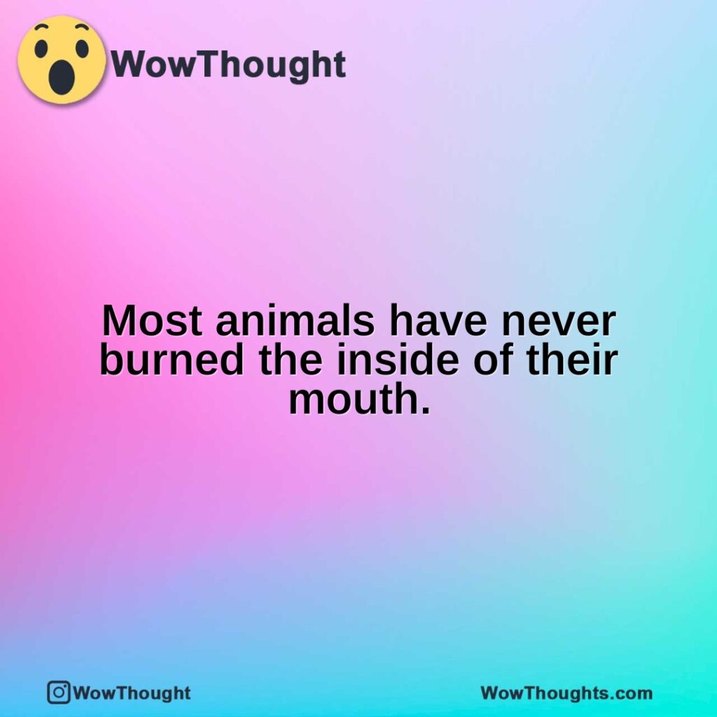 most-animals-have-never-burned-the-inside-of-their-mouth.